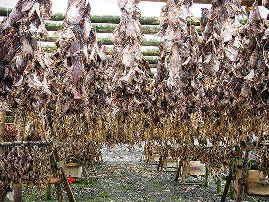 Drying fish, Icelandic style.