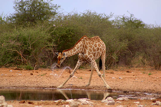  Giraffe Namibia